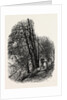 In Cliefden Woods, Scenery of the Thames by Anonymous