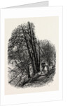 In Cliefden Woods, Scenery of the Thames by Anonymous