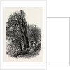 In Cliefden Woods, Scenery of the Thames by Anonymous