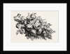 Flowers by Anonymous