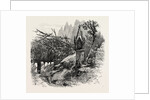 Vineyard Watchman, Botzen, Italy by Anonymous