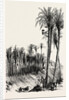 Palms at Elche, Spain by Anonymous