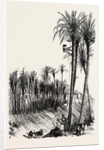 Palms at Elche, Spain by Anonymous