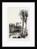 Palms at Elche, Spain by Anonymous