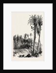 Palms at Elche, Spain by Anonymous