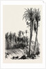 Palms at Elche, Spain by Anonymous