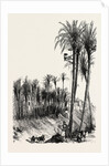 Palms at Elche, Spain by Anonymous
