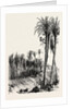 Palms at Elche, Spain by Anonymous