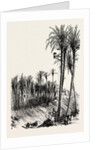 Palms at Elche, Spain by Anonymous