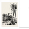 Palms at Elche, Spain by Anonymous