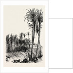 Palms at Elche, Spain by Anonymous