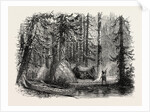 Primeval Forest and Indian Lodges by Anonymous