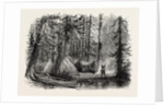 Primeval Forest and Indian Lodges by Anonymous