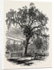 Boston Common by Anonymous