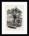 Boston Common by Anonymous