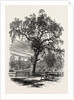 Boston Common by Anonymous