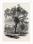 Boston Common by Anonymous