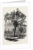 Boston Common by Anonymous