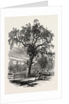 Boston Common by Anonymous