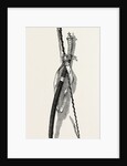 Washington's Sword and Staff by Anonymous