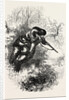 American Marksman Up a Tree by Anonymous