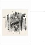 Indian Weapons; Spear, Axe, Bow and Arrow by Anonymous