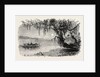 View on the Ashley River by Anonymous