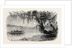 View on the Ashley River by Anonymous