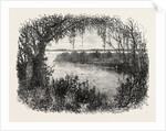 A Vista in South Carolina by Anonymous