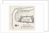 A Draught of the Town and Harbour of Charleston, 1715 by Anonymous