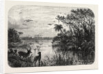 Scene Upon a Creek, Tributary to the St. John's, Florida by Anonymous