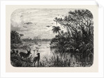 Scene Upon a Creek, Tributary to the St. John's, Florida by Anonymous