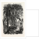 View on the Panama Railroad, Panama by Anonymous