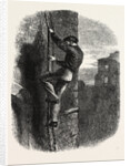 Escape of Morgan by Anonymous