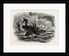 Lieutenant Cushing's Attack on the Albemarle, American Civil War by Anonymous