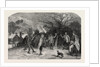 Firing at the Apple Tree, in Devonshire by Anonymous