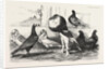 Pigeons Exhibited by the Philoperisteron Society by Anonymous