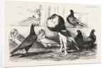Pigeons Exhibited by the Philoperisteron Society by Anonymous