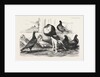 Pigeons Exhibited by the Philoperisteron Society by Anonymous