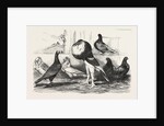 Pigeons Exhibited by the Philoperisteron Society by Anonymous