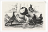 Pigeons Exhibited by the Philoperisteron Society by Anonymous