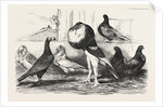 Pigeons Exhibited by the Philoperisteron Society by Anonymous