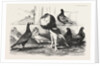 Pigeons Exhibited by the Philoperisteron Society by Anonymous