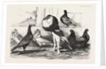 Pigeons Exhibited by the Philoperisteron Society by Anonymous