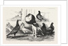 Pigeons Exhibited by the Philoperisteron Society by Anonymous