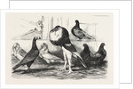 Pigeons Exhibited by the Philoperisteron Society by Anonymous