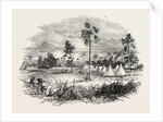 Encampment at Jaswong, Gambia, West Africa by Anonymous