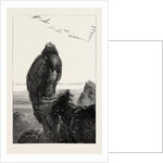 The Eagle's Throne, Exhibition of the British Institution by Anonymous