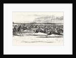Race Horses Starting at the Derby by Anonymous