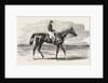 Epsom Races: Teddington, the Winner of the Derby, UK, Horse Racing, Equestrian by Anonymous